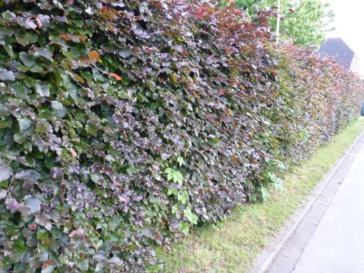 1 Meter Fertighecke+1J aus Blutbuche (Fagus sylvatica purpurea)