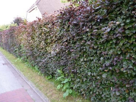 Blutbuche, Fagus sylvatica purpurea im Container, 100-125 cm