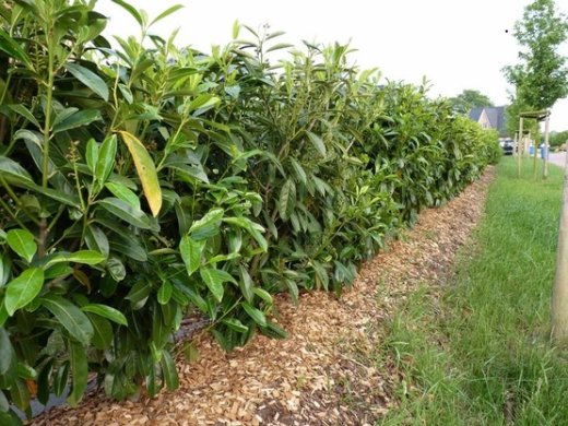 Kirschlorbeer Caucasica (Prunus laurocerasus) im 7,5L Container, 125-150cm