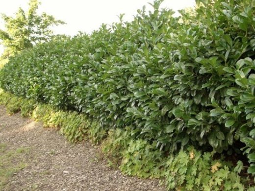 Prunus laurocerasus Etna/Kirschlorbeer Etna im Container