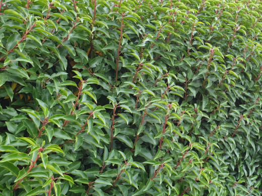 1 Meter Fertighecke+1J aus Portugiesischer Kirschlorbeer (Prunus lusitanica Angustifolia)