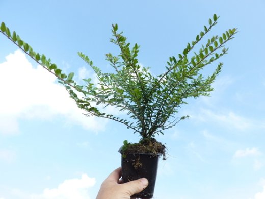 Heckenmyrthe Lonicera nitida Elegant im P9 Topf