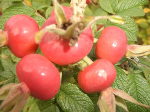 Weiße Heckenrose (Rosa rugosa alba) im C3 Container, 40-60 cm groß