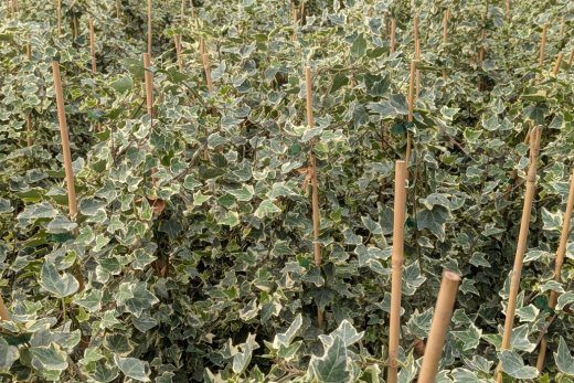 Efeu Glacier - Hedera helix, 80-100 cm gestäbt