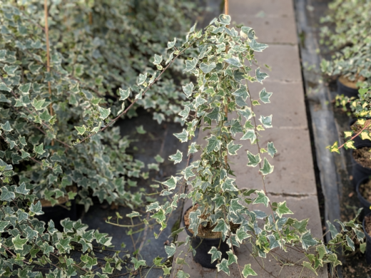 Weißbunter Efeu Glacier (Hedera helix), 60-80 cm gestäbt