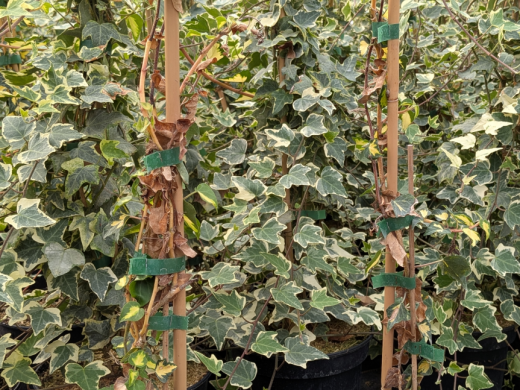Weißbunter Efeu Glacier (Hedera helix), 60-80 cm gestäbt