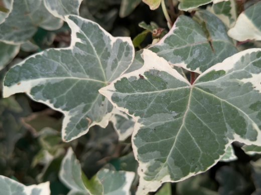 Weißbunter Efeu Glacier (Hedera helix), 20-40 cm, P9 Topf Weißbunter Efeu Glacier (Hedera helix), 20-40 cm, P9 Topf