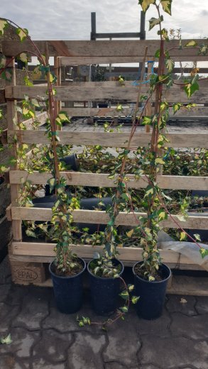 Goldefeu Goldheart - Hedera helix, 80-100 cm gestäbt