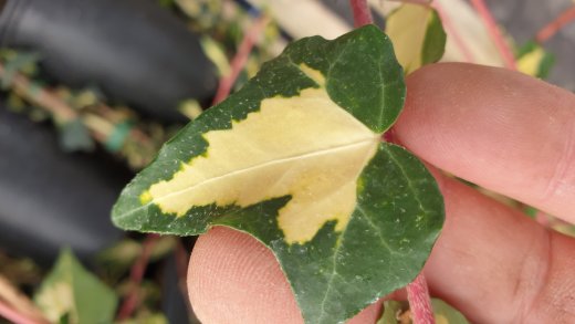 Goldefeu Goldheart - Hedera helix, 20-30 cm, P9 Topf