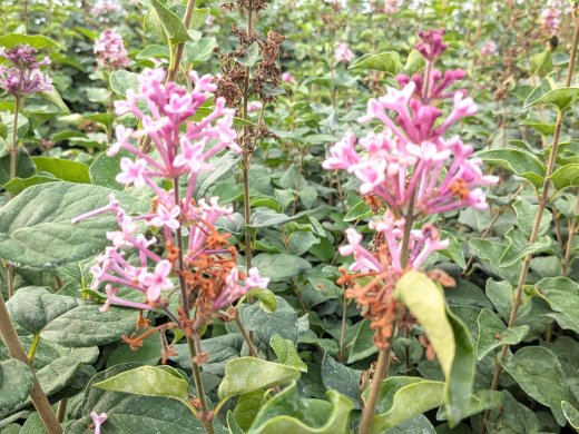 Herbstflieder Superba - Syringa microphylla, 60-80 cm