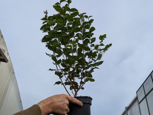 Herbstflieder Superba - Syringa microphylla, 60-80 cm