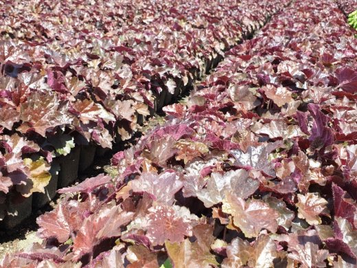Heuchera americana Palace Purple, Purpurglöckchen im P9 (0,5L) Topf