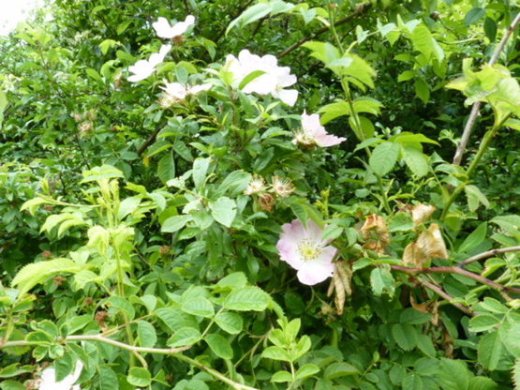 Hundsrose Rosa Canina, 50-80 cm groß im 1L Container
