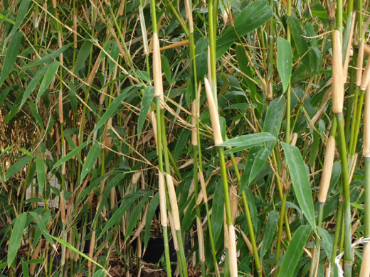 1 Meter Fertighecke+1J aus Elfenbeinbambus (Bambus Fargesia Ivory Ibis)
