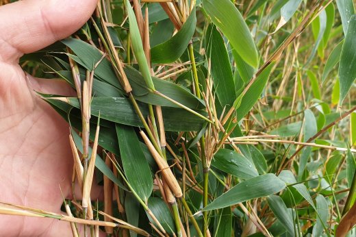 1 Meter Fertighecke+1J aus Elfenbeinbambus (Bambus Fargesia Ivory Ibis)