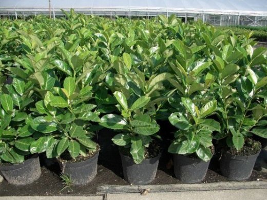 Prunus laurocerasus Caucasica / Hecken-Kirschlorbeer im Container Prunus laurocerasus Caucasica / Hecken-Kirschlorbeer im Container