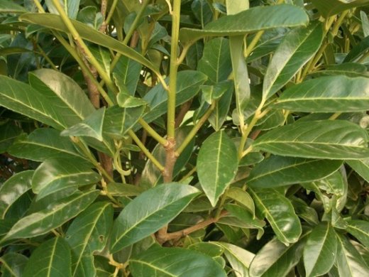 Kirschlorbeer Caucasica (Prunus laurocerasus) im 7,5L Container, 125-150cm