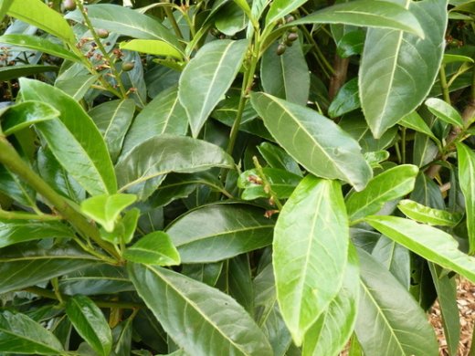 Kirschlorbeer Caucasica (Prunus laurocerasus) im Container, 80-100cm