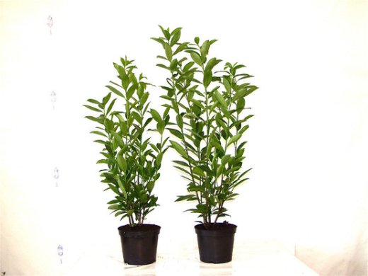 Kirschlorbeer Caucasica (Prunus laurocerasus) im Container, 40-60cm