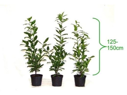Kirschlorbeer Caucasica (Prunus laurocerasus) im 7,5L Container, 125-150cm