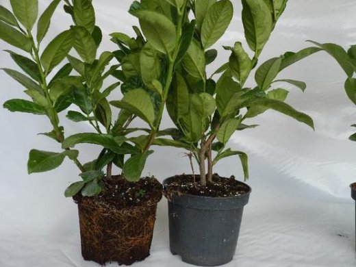 Kirschlorbeer Diana (Prunus laurocerasus Diana), 20-40cm, Container