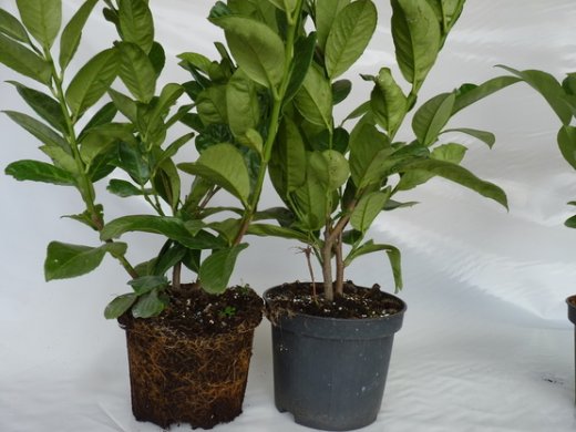 Kirschlorbeer Diana (Prunus laurocerasus Diana), 60-80cm, Container