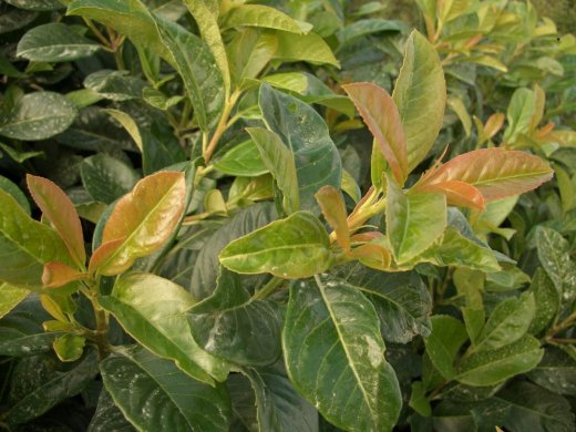 Kirschlorbeer Etna (Prunus lauroc. Etna) im Container, 100-125cm Kirschlorbeer Etna (Prunus lauroc. Etna) im Container, 100-125cm