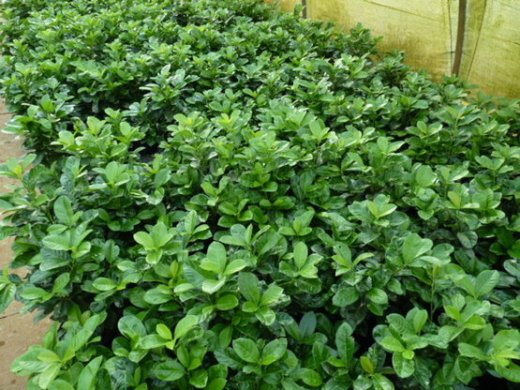 Kirschlorbeer Etna (Prunus lauroc. Etna) im 7,5L Container, 80-100cm