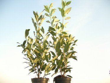 Kirschlorbeer Herbergii (Prunus laurocerasus) im Container, 60-80cm