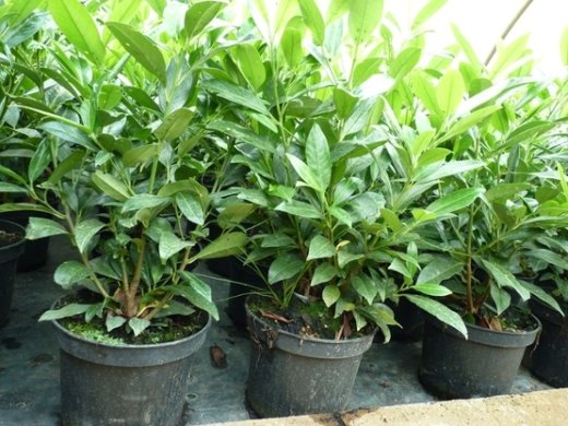 Prunus laurocerasus Herbergii/Kirschlorbeer Herbergii