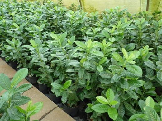 Kirschlorbeer Novita (Prunus laurocerasus) im Container, 40-60cm