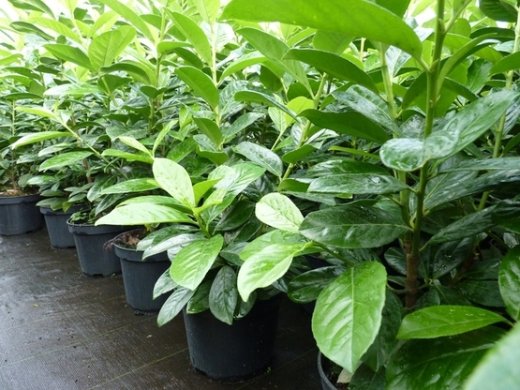Kirschlorbeer Novita (Prunus laurocerasus) im Container, 80-100cm