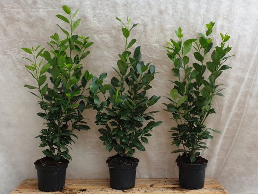 1 Meter Fertighecke+1J aus Säulen-Kirschlorbeer (Prunus laurocerasus Obelisk)