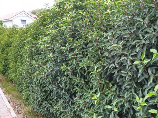 1 Meter Fertighecke+1J aus Portugiesischer Kirschlorbeer (Prunus lusitanica Angustifolia)