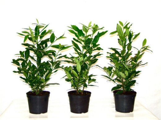 Kirschlorbeer Herbergii (Prunus laurocerasus) im 7,5L Container, 100-125 cm