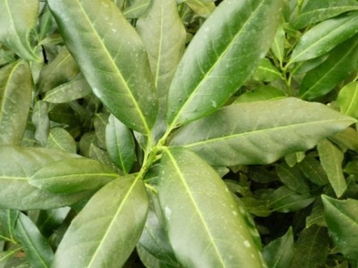 Kirschlorbeer Herbergii (Prunus laurocerasus) im Container, 80-100 cm