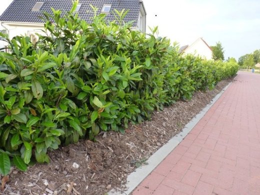 Prunus laurocerasus (Kirschlorbeer) Rotundifolia im Container, 125-150 cm