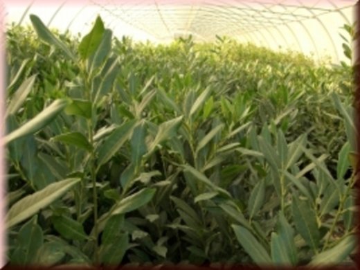 Kirschlorbeer Herbergii (Prunus laurocerasus) im 7,5L Container, 125-150 cm