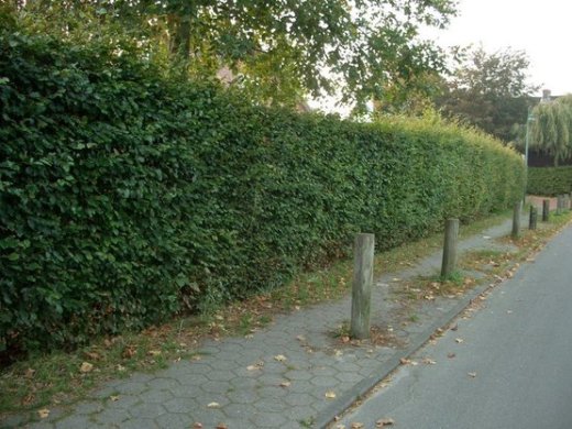 Rotbuche (Fagus sylvatica), wurzelnackte Freilandware