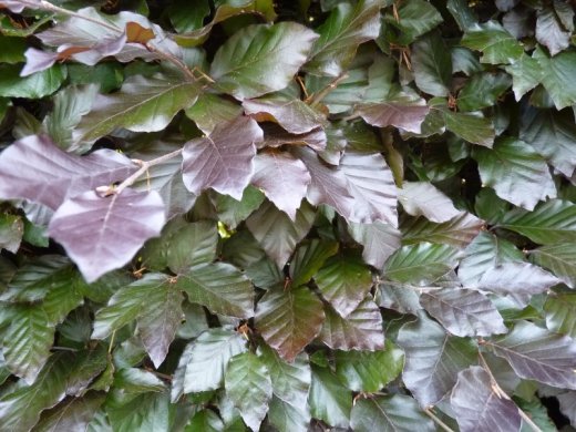 1 Meter Fertighecke+1J aus Blutbuche (Fagus sylvatica purpurea)