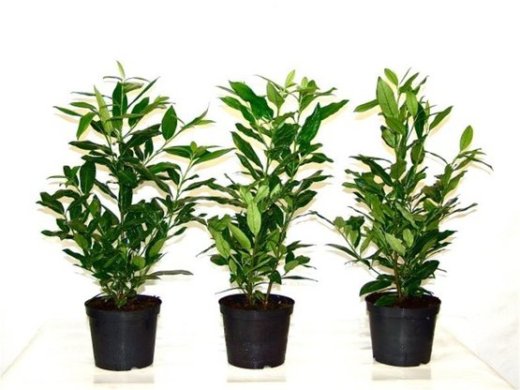 Prunus laurocerasus Herbergii/Kirschlorbeer Herbergii