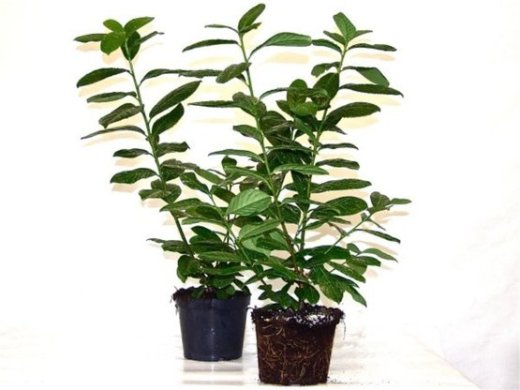 Kirschlorbeer Novita (Prunus laurocerasus) im Container, 100-125cm