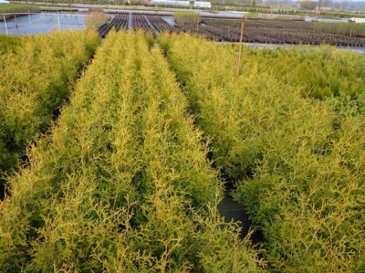 Thuja brabant Lebensbaum (Thuja occ. brabant) im Container, 60-80cm
