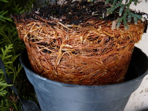 Thuja brabant Lebensbaum (Thuja occ. brabant) im P9/C1 Container, 40-60cm