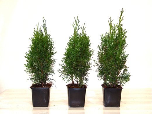 Thuja smaragd Lebensbaum (Thuja occ. smaragd) im 1L Container, 40-60cm