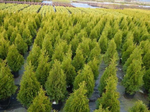 Thuja smaragd Lebensbaum (Thuja occ. smaragd) im 3L Topf, 60-80cm