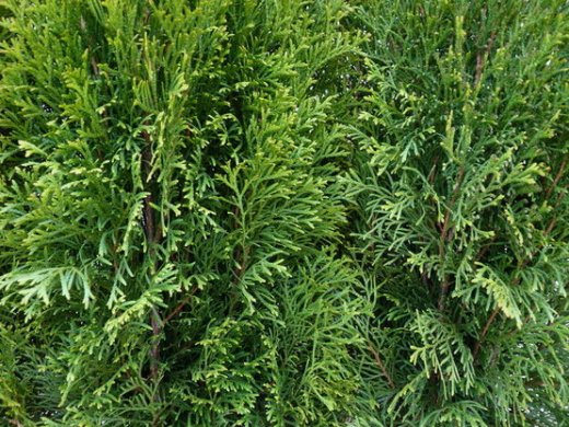 Thuja smaragd Lebensbaum (Thuja occ. smaragd), im 3 L Topf, 100-125cm