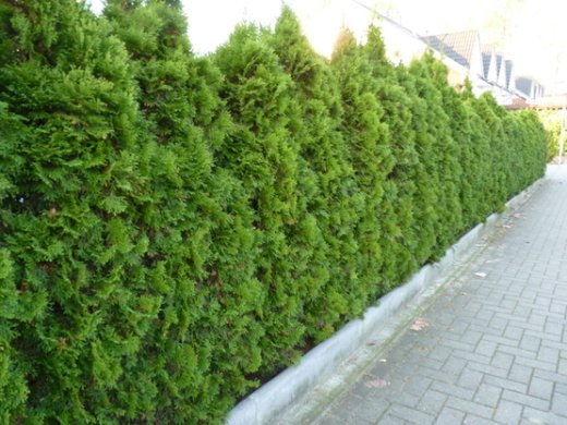Thuja smaragd Lebensbaum (Thuja occ. smaragd) im 3L Topf, 60-80cm