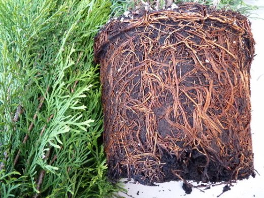 Thuja smaragd Lebensbaum (Thuja occ. smaragd) im Container, 80-100cm