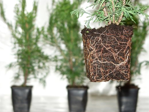 Thuja brabant Lebensbaum (Thuja occ. brabant) im P9 Topf, 30-40cm